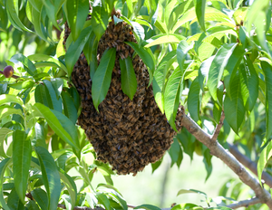 We offer Swarm and Colony removal free of charge