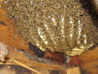 Bee hive in a building - we can remove the colony free of charge